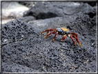 foto Flora e la fauna della Isole Galapagos